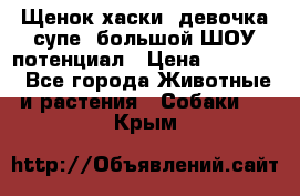 Щенок хаски, девочка супе, большой ШОУ потенциал › Цена ­ 50 000 - Все города Животные и растения » Собаки   . Крым